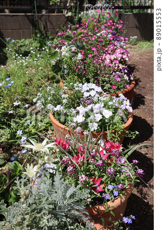 種から育てた花の寄せ植え 種から育てた花の寄せ植え 89015553
