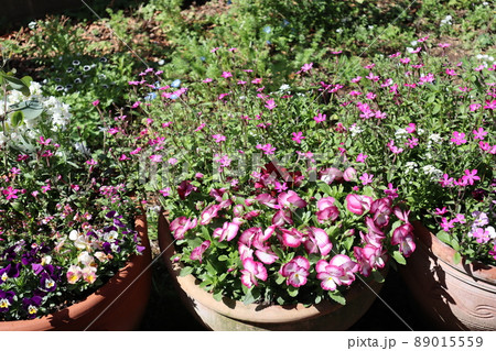 庭の花寄せ植え 89015559