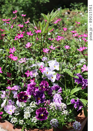 種から育てた花の寄せ植え 種から育てた花の寄せ植え 89015561