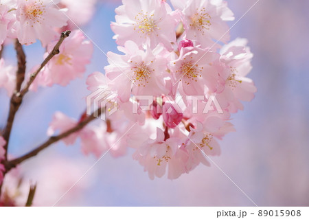 満開の八重紅彼岸のクローズアップ 89015908