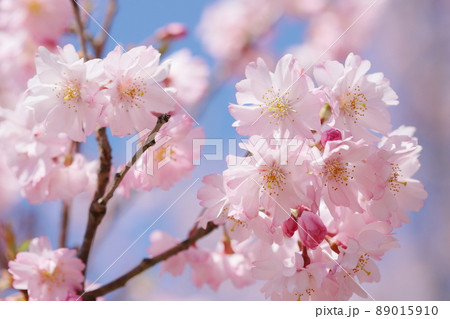 満開の八重紅彼岸のクローズアップ 満開の八重紅彼岸のクローズアップ 89015910