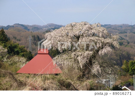 山田の天王桜(福島県・田村市) 山田の天王桜(福島県・田村市) 89016271