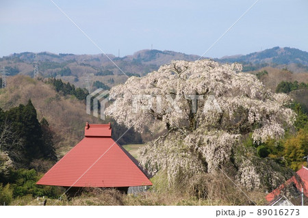 山田の天王桜(福島県・田村市) 山田の天王桜(福島県・田村市) 89016273
