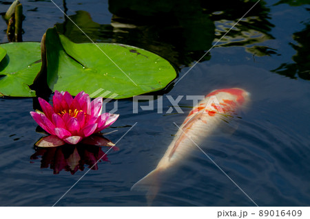 京都市山科区勧修寺の睡蓮と鯉を撮影 89016409