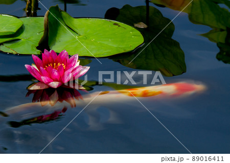 京都市山科区勧修寺の睡蓮と鯉を撮影 89016411