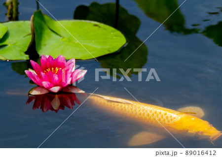 京都市山科区勧修寺の睡蓮と鯉を撮影 89016412