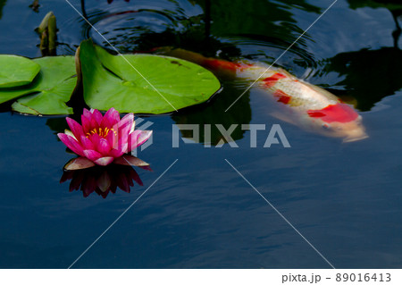京都市山科区勧修寺の睡蓮と鯉を撮影 89016413
