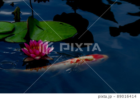 京都市山科区勧修寺の睡蓮と鯉を撮影 89016414