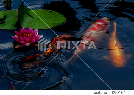 京都市山科区勧修寺の睡蓮と鯉を撮影 89016419