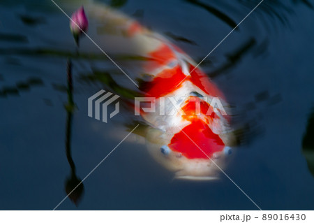 京都市山科区勧修寺の睡蓮と鯉を撮影 89016430