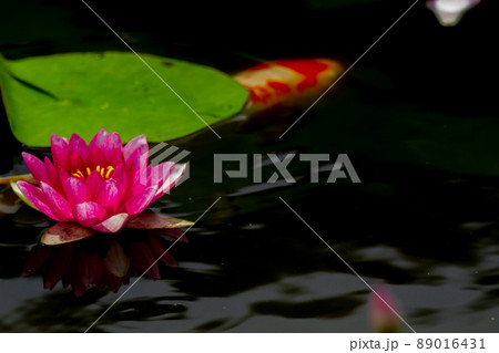 京都市山科区勧修寺の睡蓮と鯉を撮影 89016431