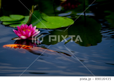 京都市山科区勧修寺の睡蓮と鯉を撮影 京都市山科区勧修寺の睡蓮と鯉を撮影 89016435