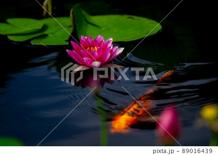 京都市山科区勧修寺の睡蓮と鯉を撮影 89016439