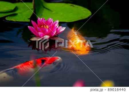 京都市山科区勧修寺の睡蓮と鯉を撮影 89016440