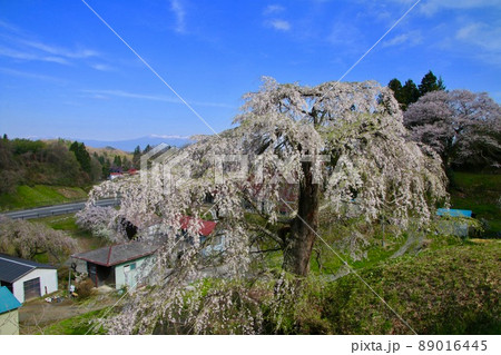 壁須のしだれ桜(福島県・田村市) 壁須のしだれ桜(福島県・田村市) 89016445