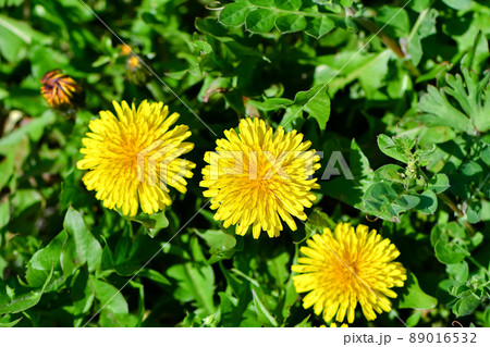 たんぽぽ 89016532