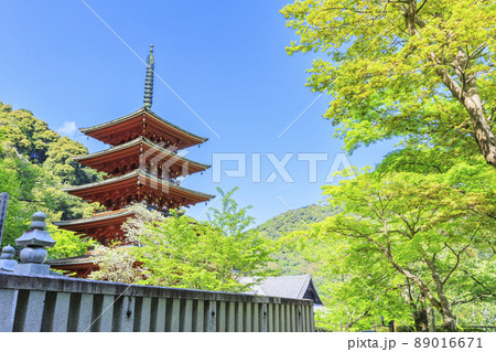 長谷寺　新緑の境内に咲く満開の牡丹 89016671