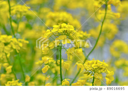 菜の花 菜の花 89016695