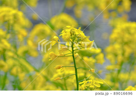 菜の花 菜の花 89016696
