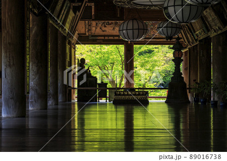 長谷寺 新緑の境内に咲く満開の牡丹 長谷寺 新緑の境内に咲く満開の牡丹 89016738
