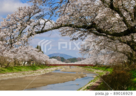 夏井川の千本桜(福島県・小野町) 夏井川の千本桜(福島県・小野町) 89016929