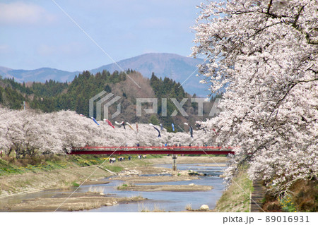 夏井川の千本桜(福島県・小野町) 夏井川の千本桜(福島県・小野町) 89016931
