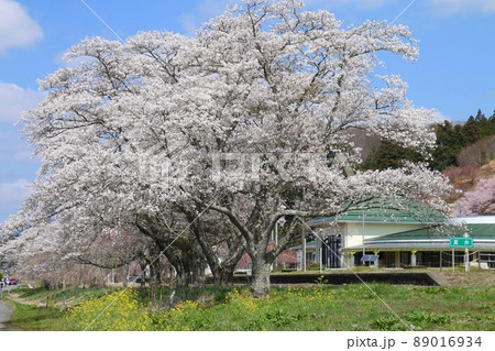 夏井川の千本桜（福島県・小野町） 89016934