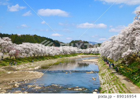 夏井川の千本桜(福島県・小野町) 夏井川の千本桜(福島県・小野町) 89016954