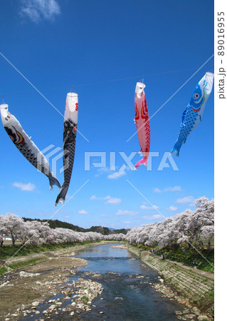 夏井川の千本桜・鯉のぼり（福島県・小野町） 89016955
