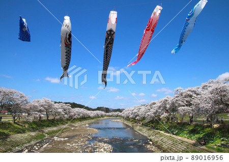 夏井川の千本桜・鯉のぼり(福島県・小野町) 夏井川の千本桜・鯉のぼり(福島県・小野町) 89016956