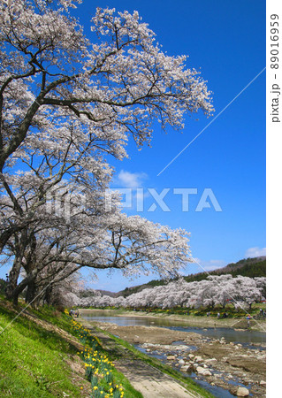 夏井川の千本桜（福島県・小野町） 89016959