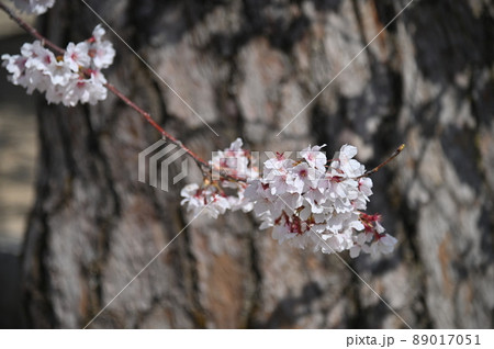 広島県福山市の福山城の桜 89017051
