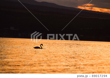 夕陽に染まる湖を泳ぐ鳥のシルエット 89017294