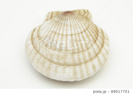 北海道産帆立貝 89017701