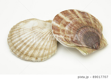 北海道産帆立貝 89017707