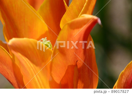 京都府立植物園 89017827