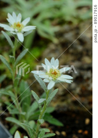 スイスの国花・エーデルワイス 89017916