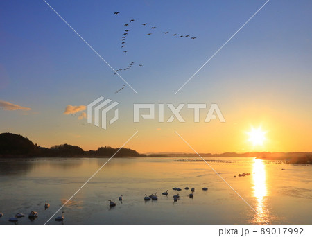 伊豆沼の朝の飛び立ち 89017992