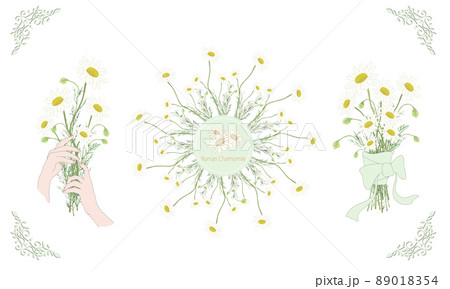 両手で花束を持つイラスト カモミールの花束 カモミールのリースのイラスト素材 0154