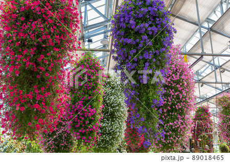 なばなの里　ベゴニアガーデン 89018465