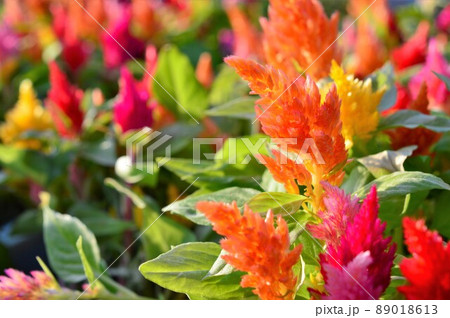 ウモウゲイトウ 'キモノ'シリーズ3 89018613