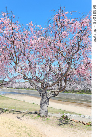 田布施川の桜 89018999