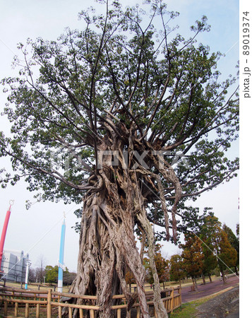 アコウの木 アコウの木 89019374