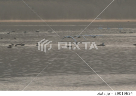 伊豆沼の朝の飛び立ち 89019654