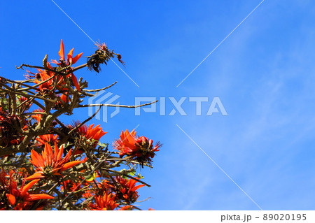 沖縄県宮古島　デイゴの花と青空 89020195