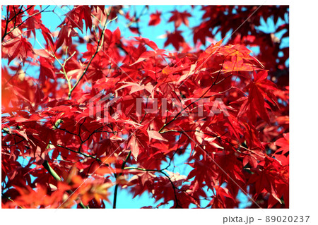 青空に映える紅葉の背景 89020237