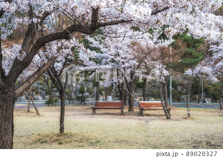 Cherry blossoms in a small park 89020327