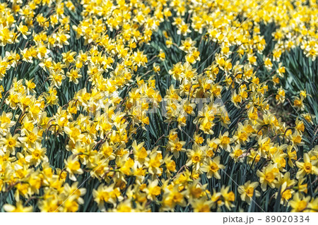 House of Yu Gi Bang Daffodil Fields 89020334