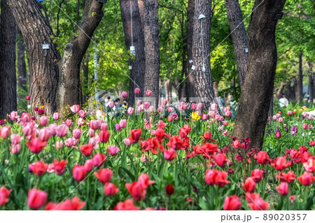 seoul forest tulip flowers seoul forest tulip flowers 89020357