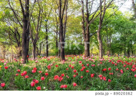 seoul forest tulip flowers 89020362